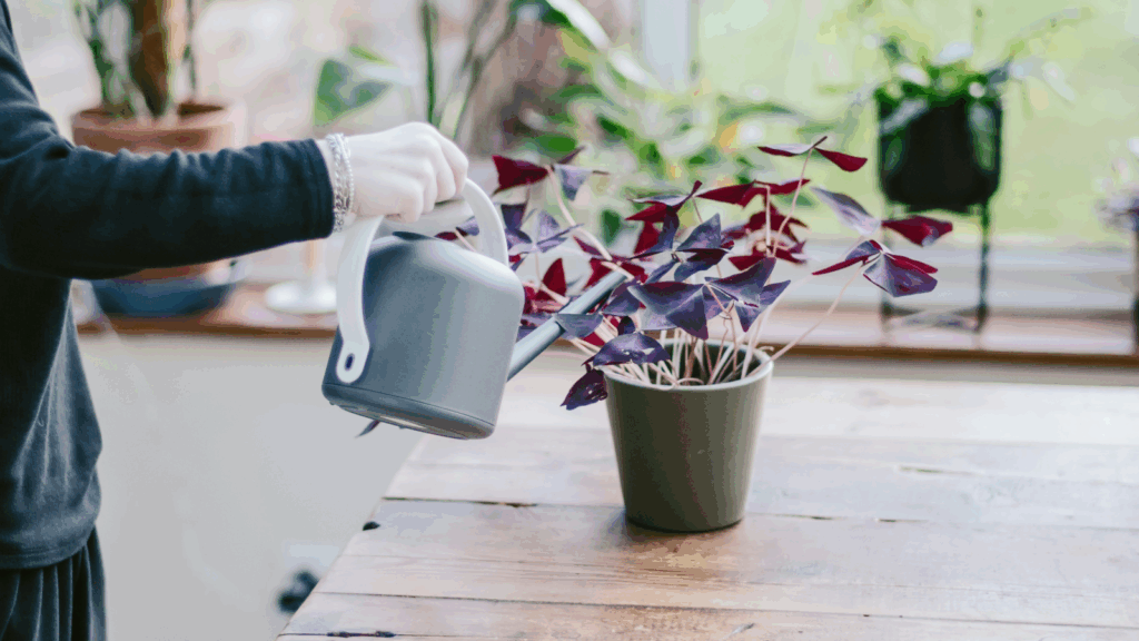 A person waters potted plants nurturing them with care and attention What is a Niche? 5 Examples of Print on Demand niche ideas 6