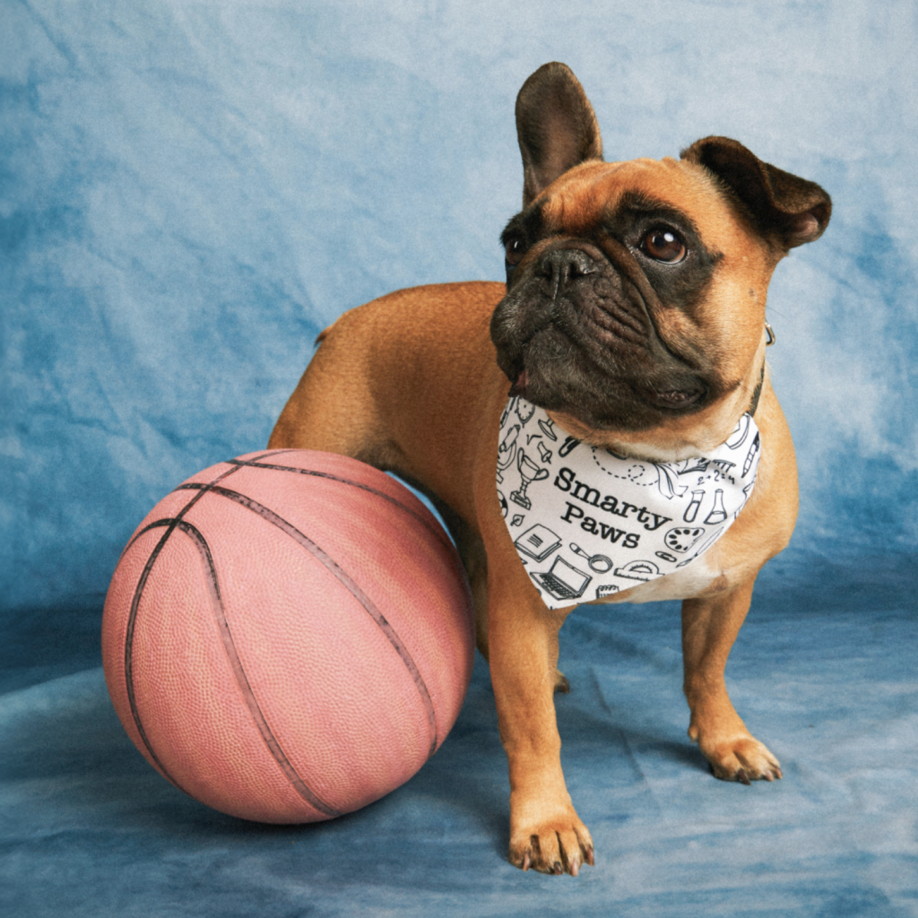Pet accessories A French Bulldog standing by a basketball, wearing a custom bandana.
